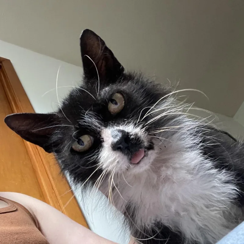A senior medium-sized female Black Domestic Short Hair cat named Oreo Pie for adoption in Jacksonville, FL