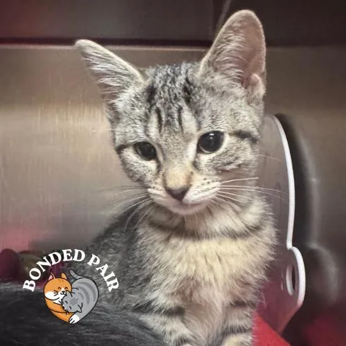 A baby small-sized female Brown / Chocolate Domestic Short Hair cat named Goose for adoption in Providence, RI