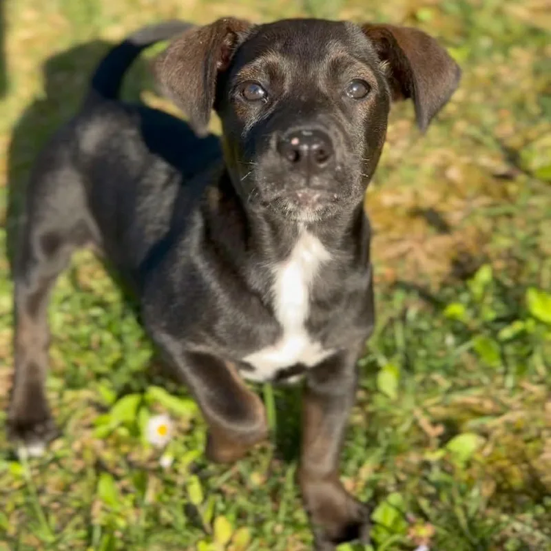 A baby small-sized female Black Mixed Breed dog named Tutti Fruitti for adoption in Mentor, OH