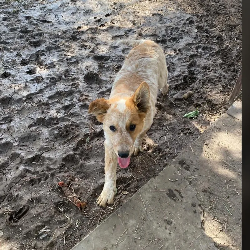 A baby medium-sized male White / Cream Australian Shepherd dog named Eli for adoption in Uxbridge, MA