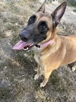 Stella
