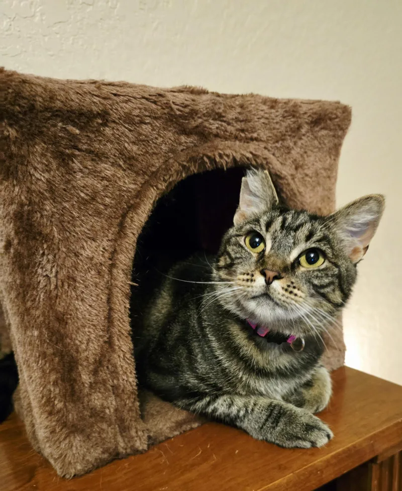 Mon Mothma thumbnail 2