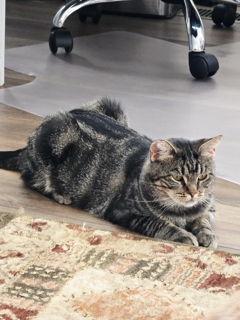 Mon Mothma thumbnail 3