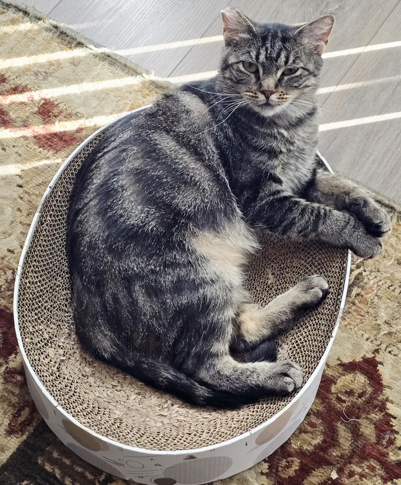 Mon Mothma thumbnail 4