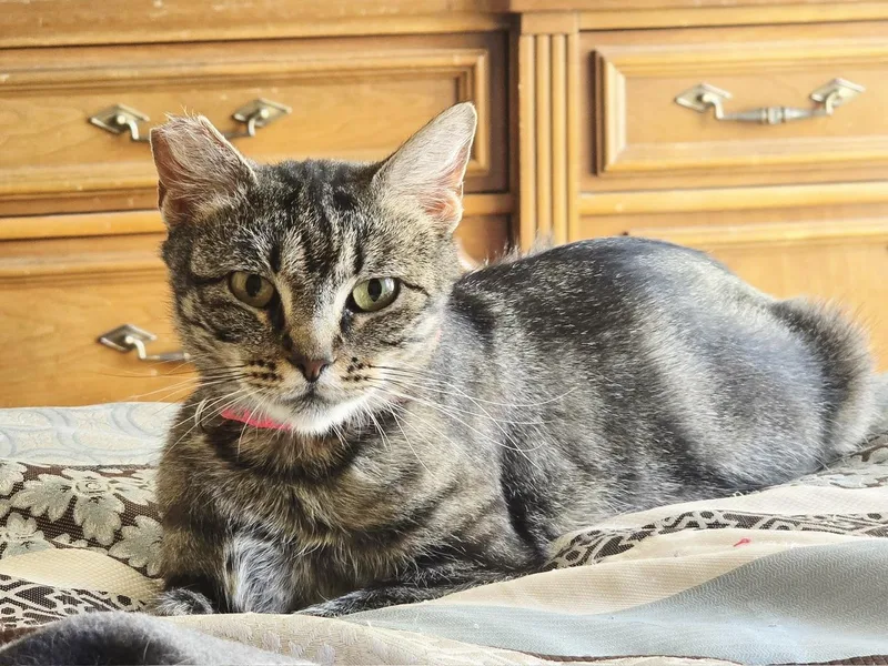 Mon Mothma thumbnail 5