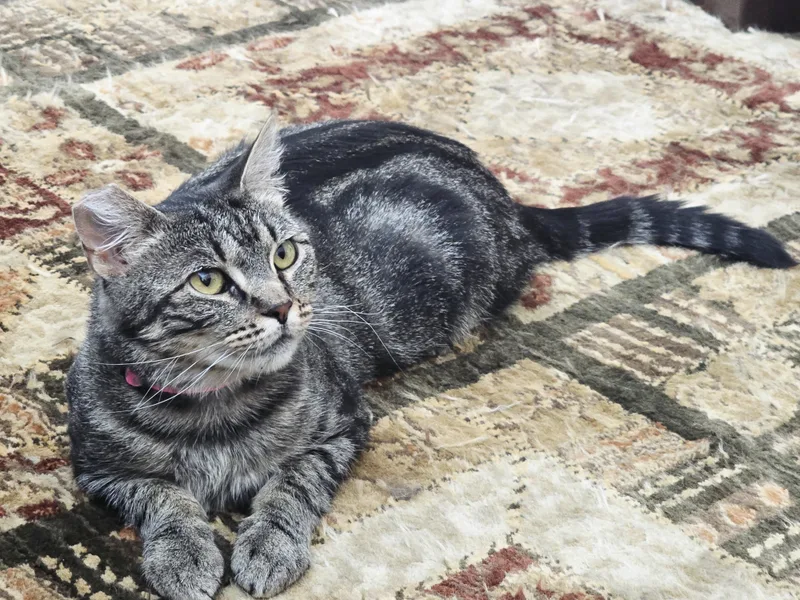 Mon Mothma thumbnail 6