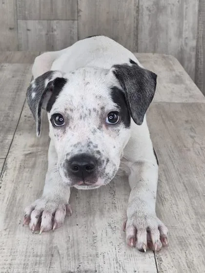 An adult small-sized male Pit Bull Terrier dog named Charlie for adoption in Shreveport, LA