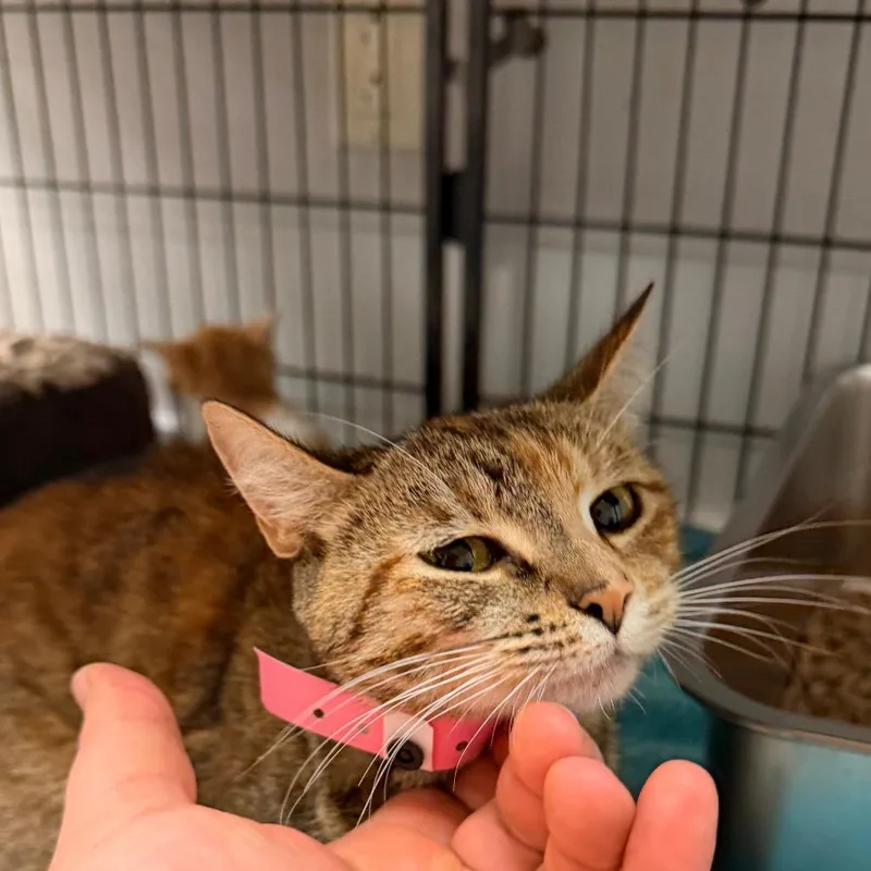 An adult medium-sized female Brown / Chocolate Domestic Short Hair cat named Strawberry Shortcake for adoption in Pawling, NY