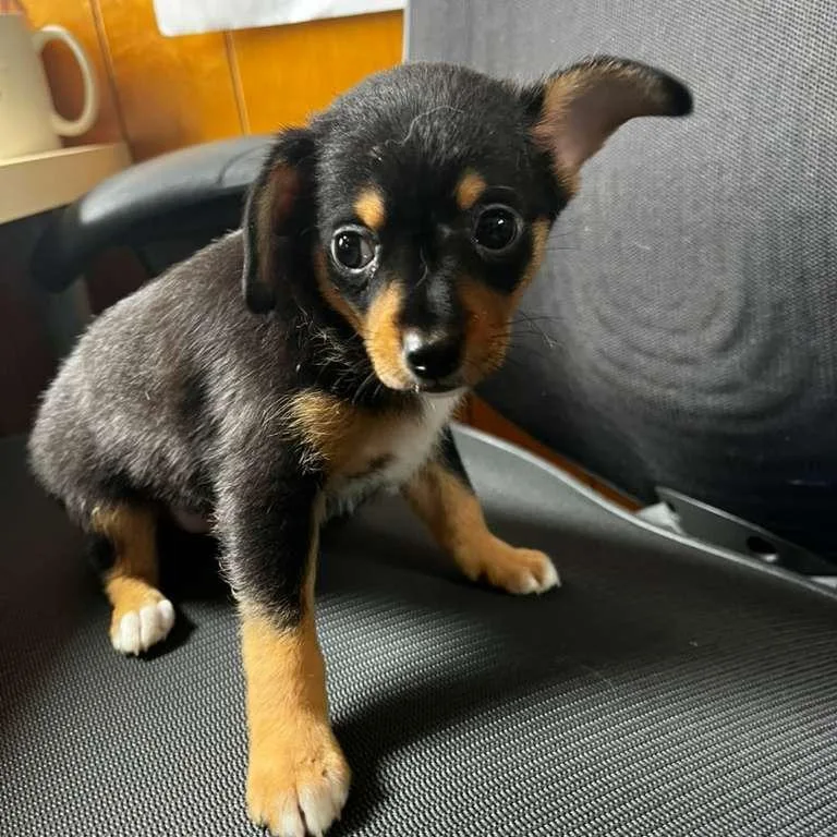 A baby small-sized male Black Chihuahua dog named Trumpet for adoption in San Pablo, CA