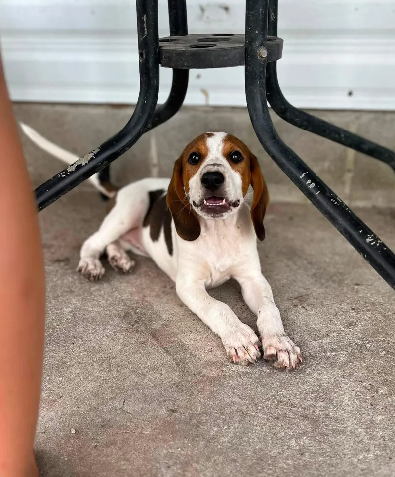 A baby medium-sized female Hound dog named Shay for adoption in Conway, SC