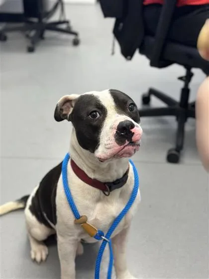 An adult medium-sized male Mixed Breed dog named Axel for adoption in West Chester, PA