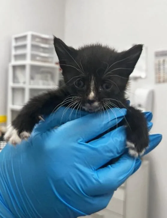 A baby small-sized female Domestic Short Hair cat named Perch for adoption in Hartsville, SC
