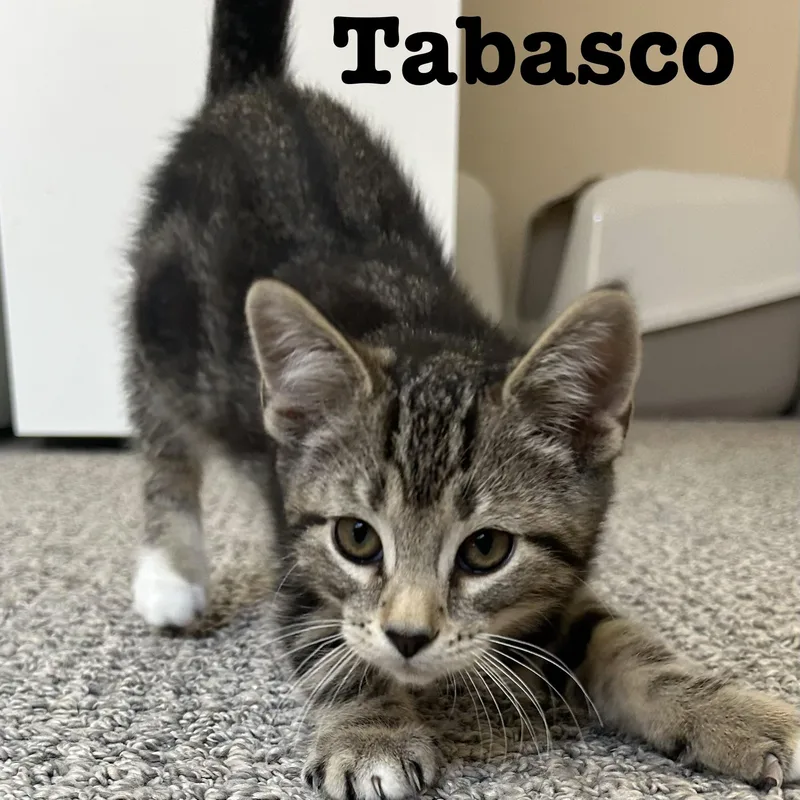 A baby small-sized male Tabby (Brown / Chocolate) Domestic Short Hair cat named Tabasco for adoption in Fishers, IN