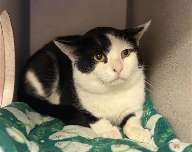 A young small-sized male Domestic Short Hair cat named Paris for adoption in Aliquippa, PA