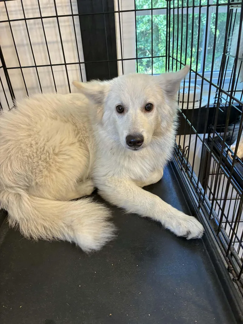 A baby medium-sized male American Eskimo Dog dog named Milky for adoption in Havertown, PA