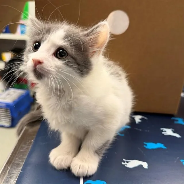 A baby small-sized female Domestic Short Hair cat named Fergie for adoption in Ontario, CA