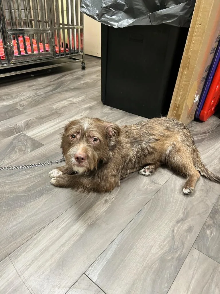 A young medium-sized female Brussels Griffon dog named Porgy for adoption in Trenton, NJ