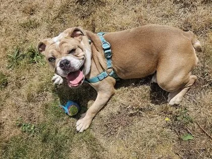 A young medium-sized male Yellow / Tan / Blond / Fawn English Bulldog dog named Buford Beauregard for adoption in Bonney Lake, WA