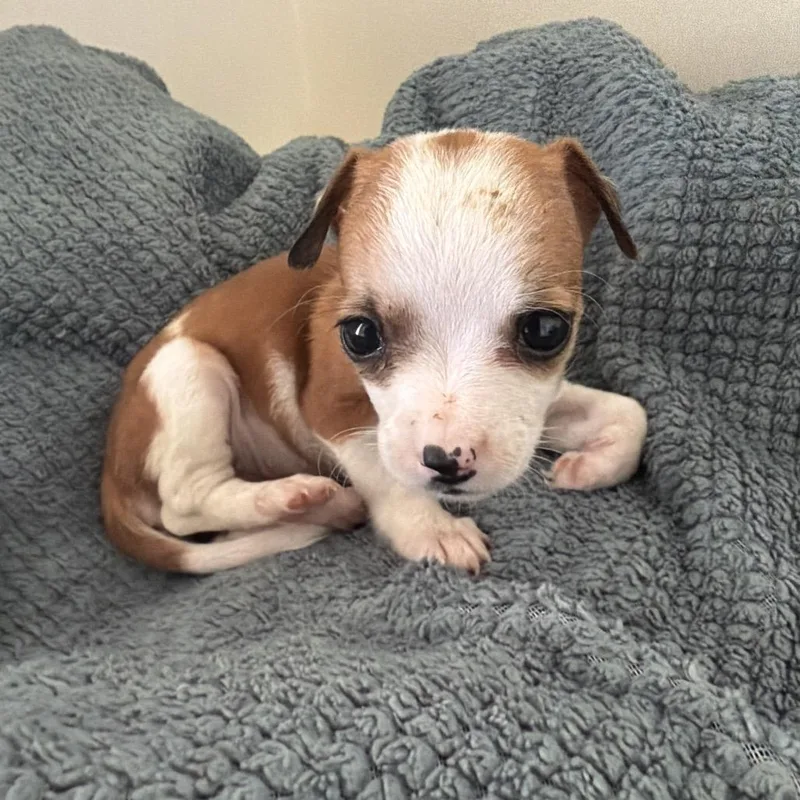 A baby small-sized female Brown / Chocolate Chihuahua dog named Maize for adoption in Santa Barbara, CA
