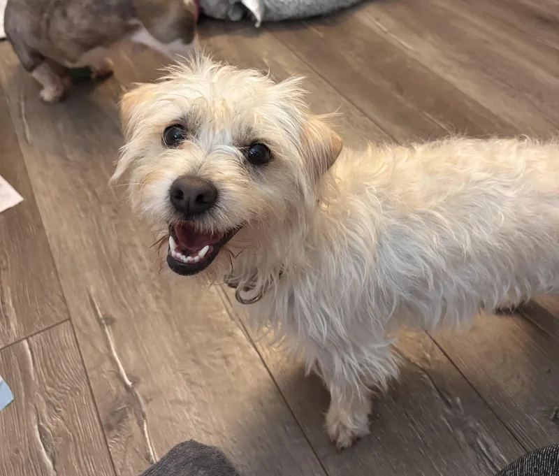 A young small-sized male White / Cream Terrier dog named Lee for adoption in Columbia, MD