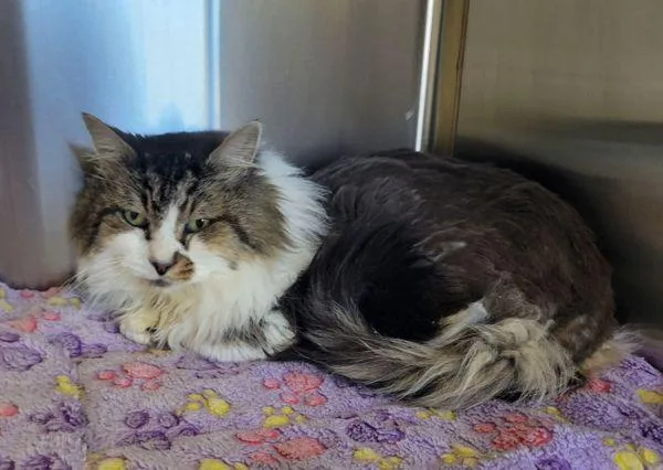An adult large-sized male Domestic Long Hair cat named Gunther for adoption in Kennewick, WA