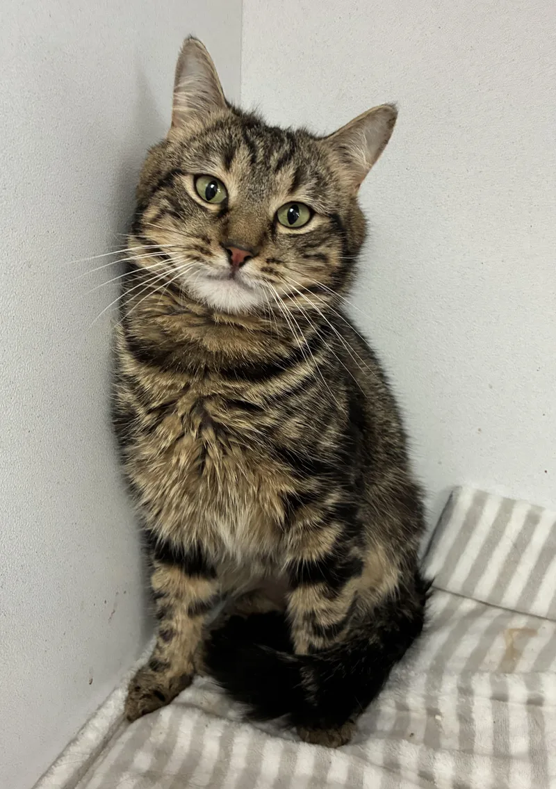 Poindexter thumbnail 2