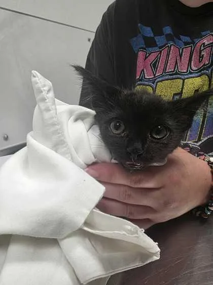 A baby small-sized female Domestic Short Hair cat named Marceline for adoption in Sevierville, TN