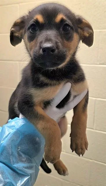 A baby small-sized female German Shepherd Dog dog named Clover for adoption in Thousand Palms, CA