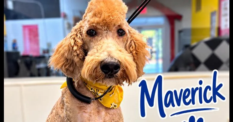 A baby medium-sized male Goldendoodle dog named Maverick for adoption in Canton , GA