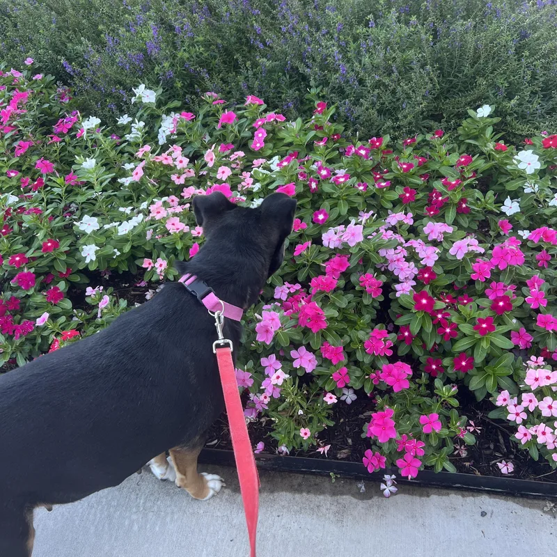 An adult medium-sized female American Staffordshire Terrier dog named Frida for adoption in Magnolia, TX