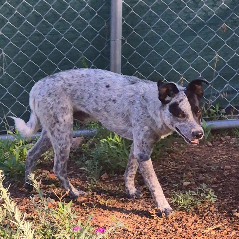 A young medium-sized male Cattle Dog dog named Boo Boo for adoption in Flagstaff, AZ
