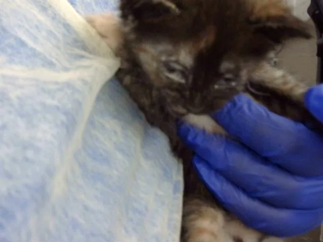 A baby medium-sized female Domestic Medium Hair cat named Mayo for adoption in Dallas, TX