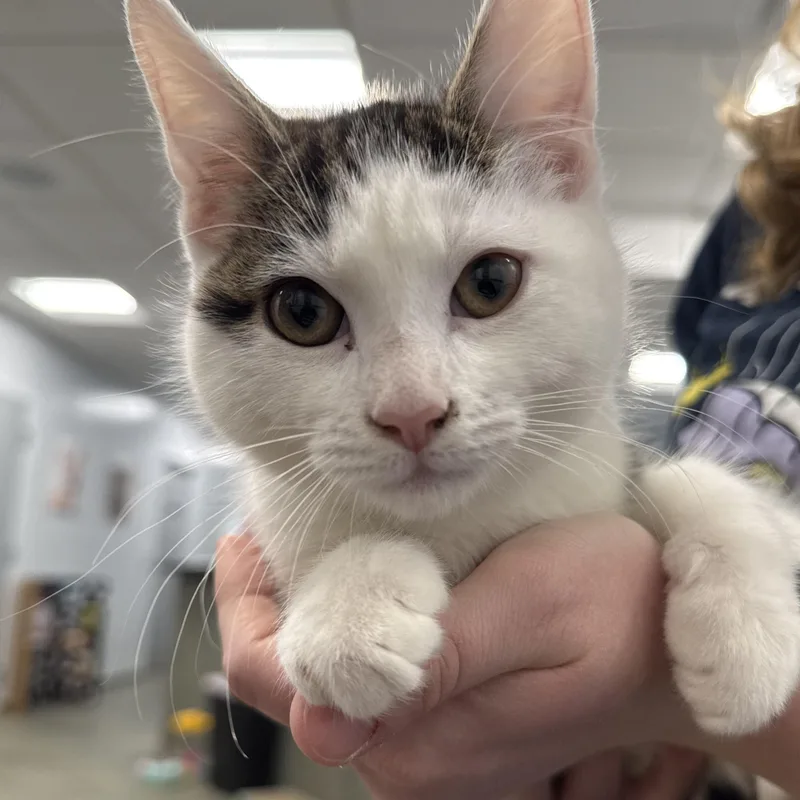 A baby small-sized female White Domestic Short Hair cat named Aurora for adoption in North Haven, CT