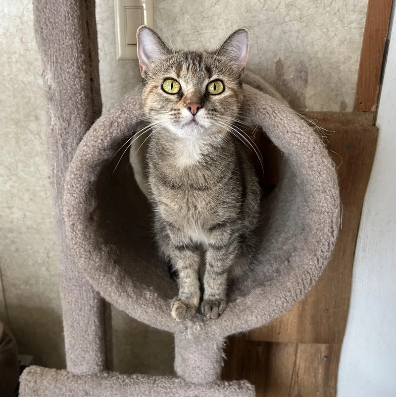 An adult small-sized female Domestic Short Hair cat named Bubblicious for adoption in La Salle, IL