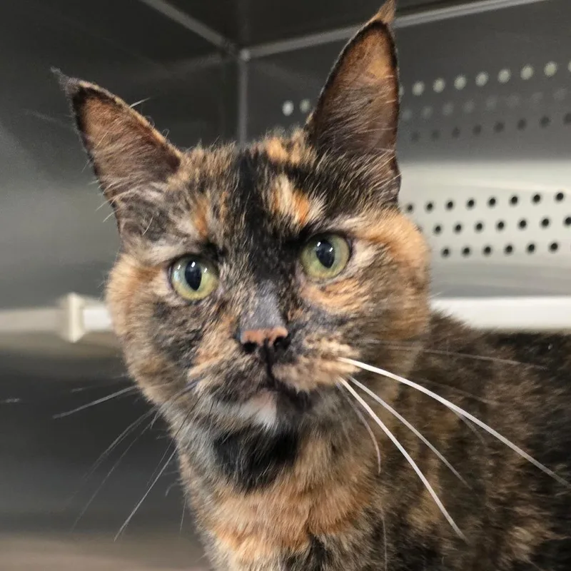 An adult medium-sized female Tortoiseshell Domestic Short Hair cat named Agnes for adoption in Washburn, MO