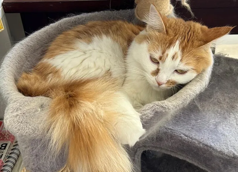 A young medium-sized female Domestic Medium Hair cat named YangPa for adoption in Los Angeles, CA