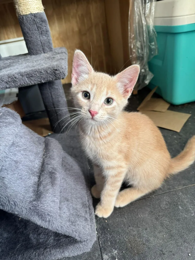 A baby medium-sized male Orange / Red Domestic Short Hair cat named Oatmeal for adoption in Bendersville, PA