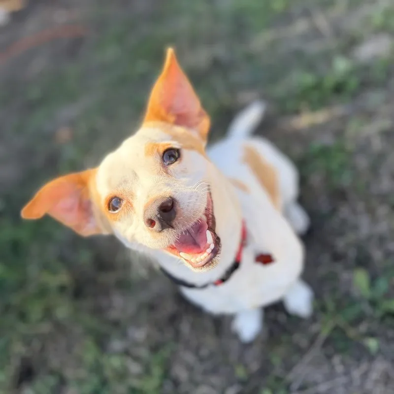 A young small-sized male White / Cream Chihuahua dog named Nacho for adoption in San Antonio, TX