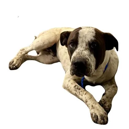 Zeke