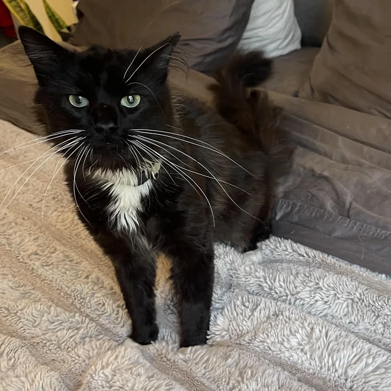 A young medium-sized male Black Domestic Medium Hair cat named Tiberius for adoption in Scranton, PA