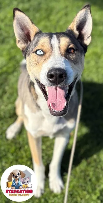 An adult large-sized male Siberian Husky dog named Nanook for adoption in Phoenix, AZ