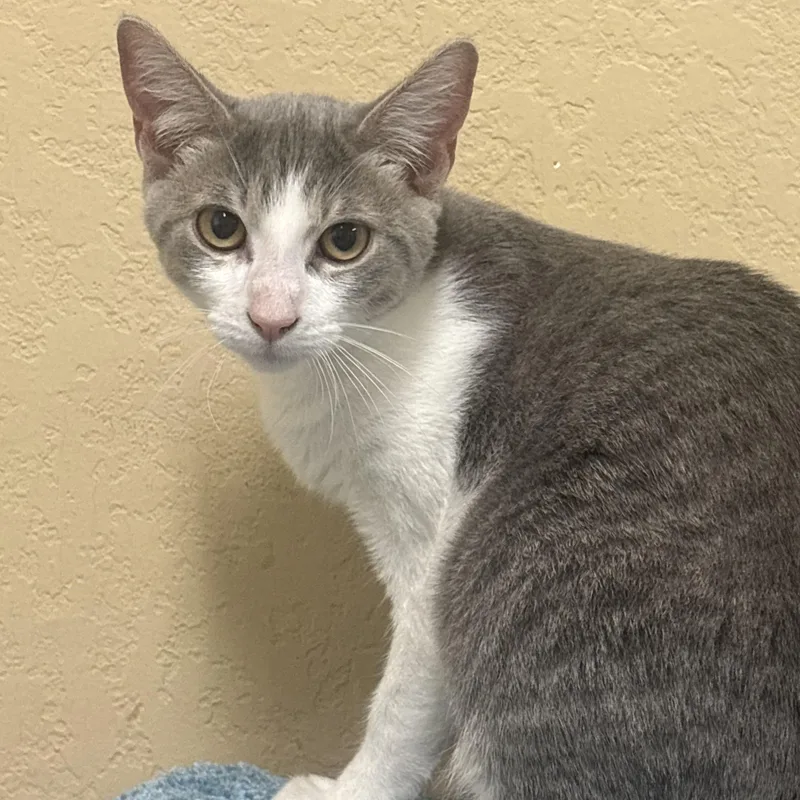 A baby small-sized male Gray & White Domestic Short Hair cat named Wonton for adoption in Statesboro, GA