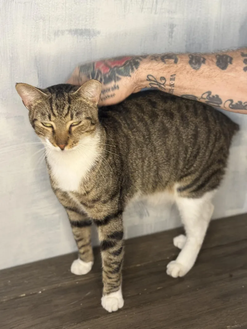 Bobtailbobby thumbnail 2