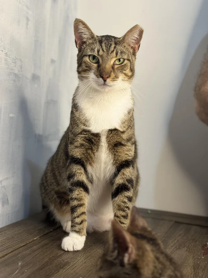 Bobtailbobby thumbnail 3