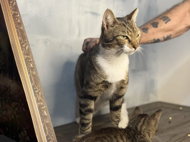 Bobtailbobby thumbnail 4