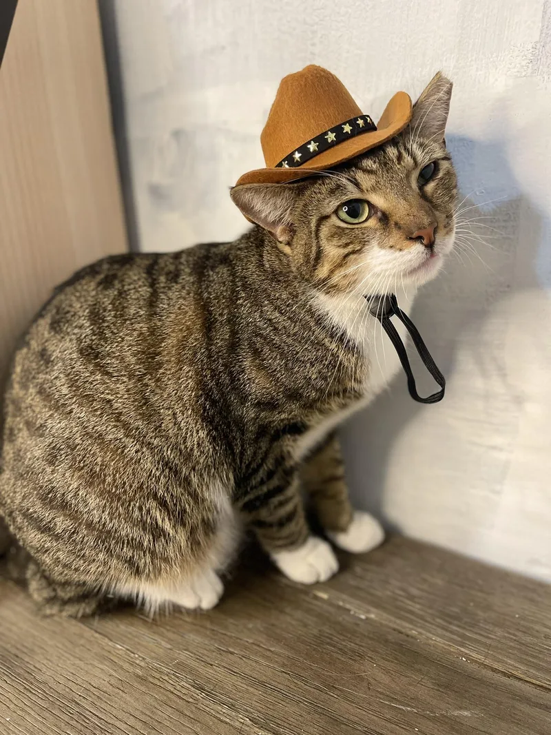 Bobtailbobby thumbnail 5