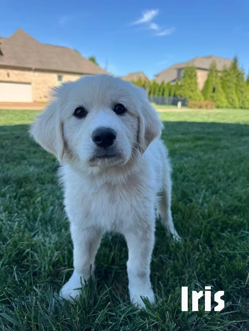 A baby large-sized female Apricot / Beige Great Pyrenees dog named Iris for adoption in Spring hill, TN