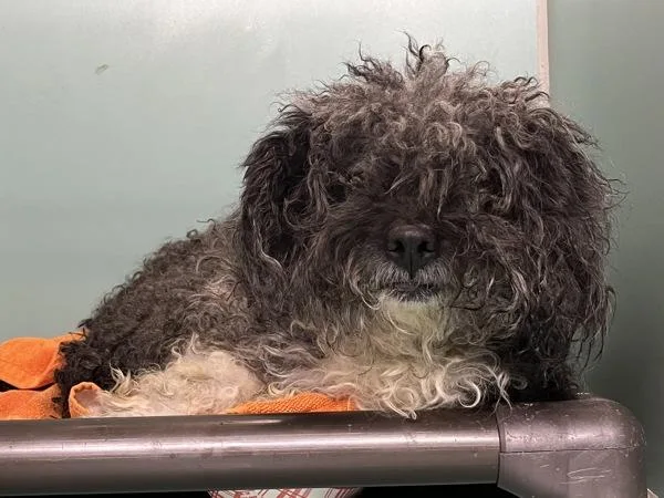 An adult small-sized male Mixed Breed dog named Ye Olde Pepper for adoption in New York, NY