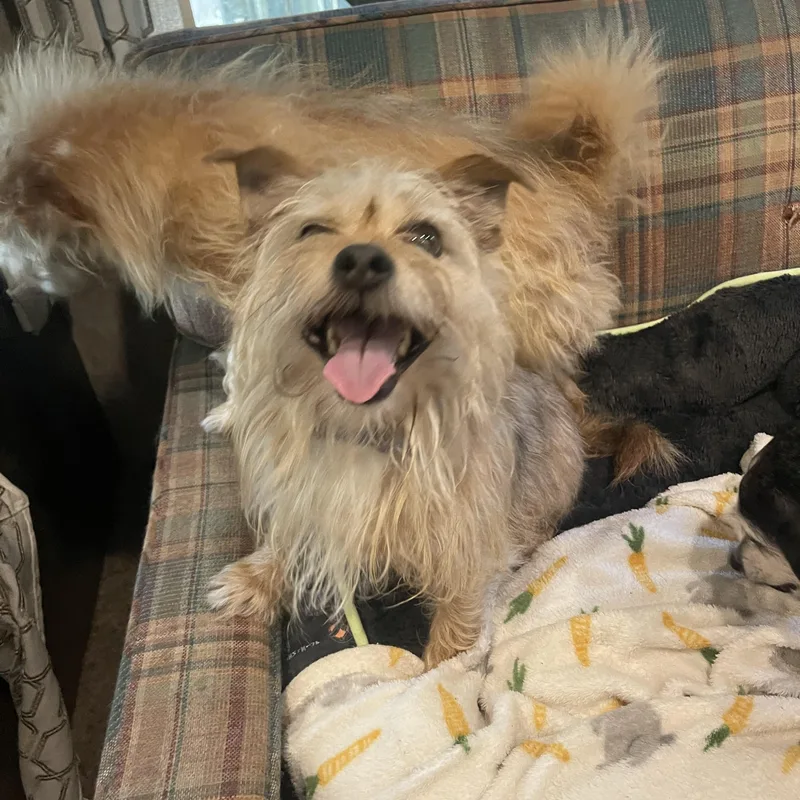 A senior small-sized male Norfolk Terrier dog named Jace for adoption in Baton Rouge, LA