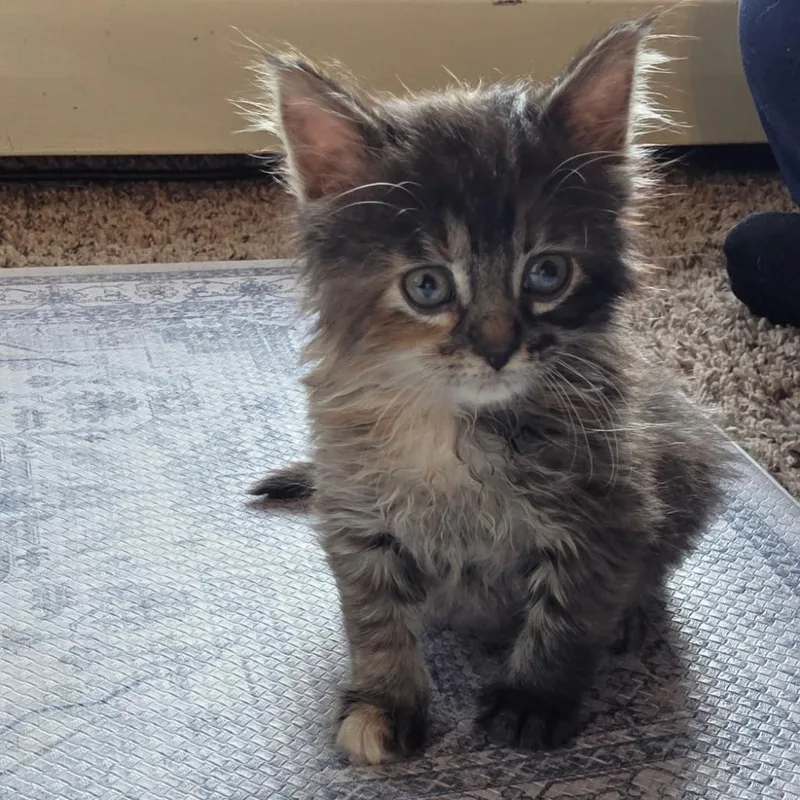 A baby small-sized female Torbie Domestic Medium Hair cat named Sprinkles C for adoption in Minnetonka, MN
